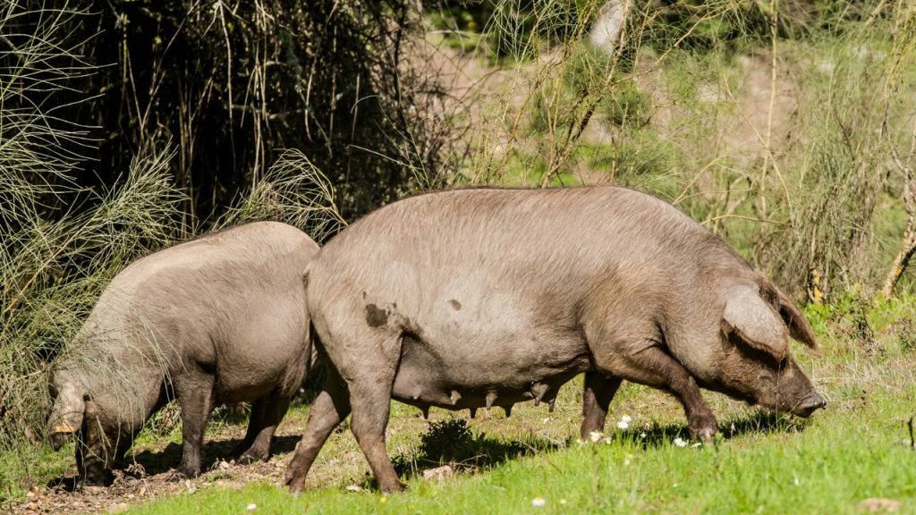 La alimentación del cerdo ibérico es crucial para su desarrollo