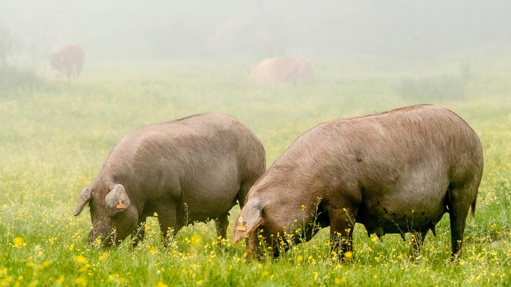 Dos cerdos ibéricos pastando en la dehesa